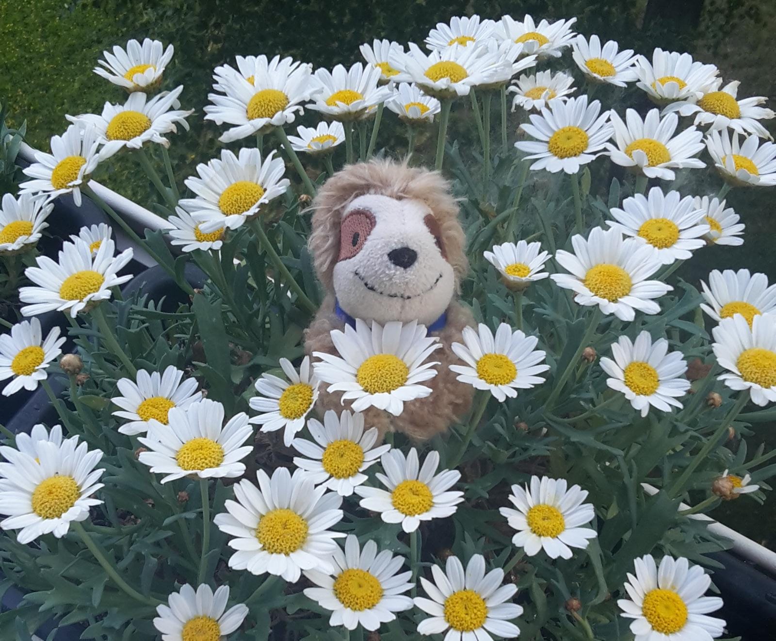 Marty in den Margeriten