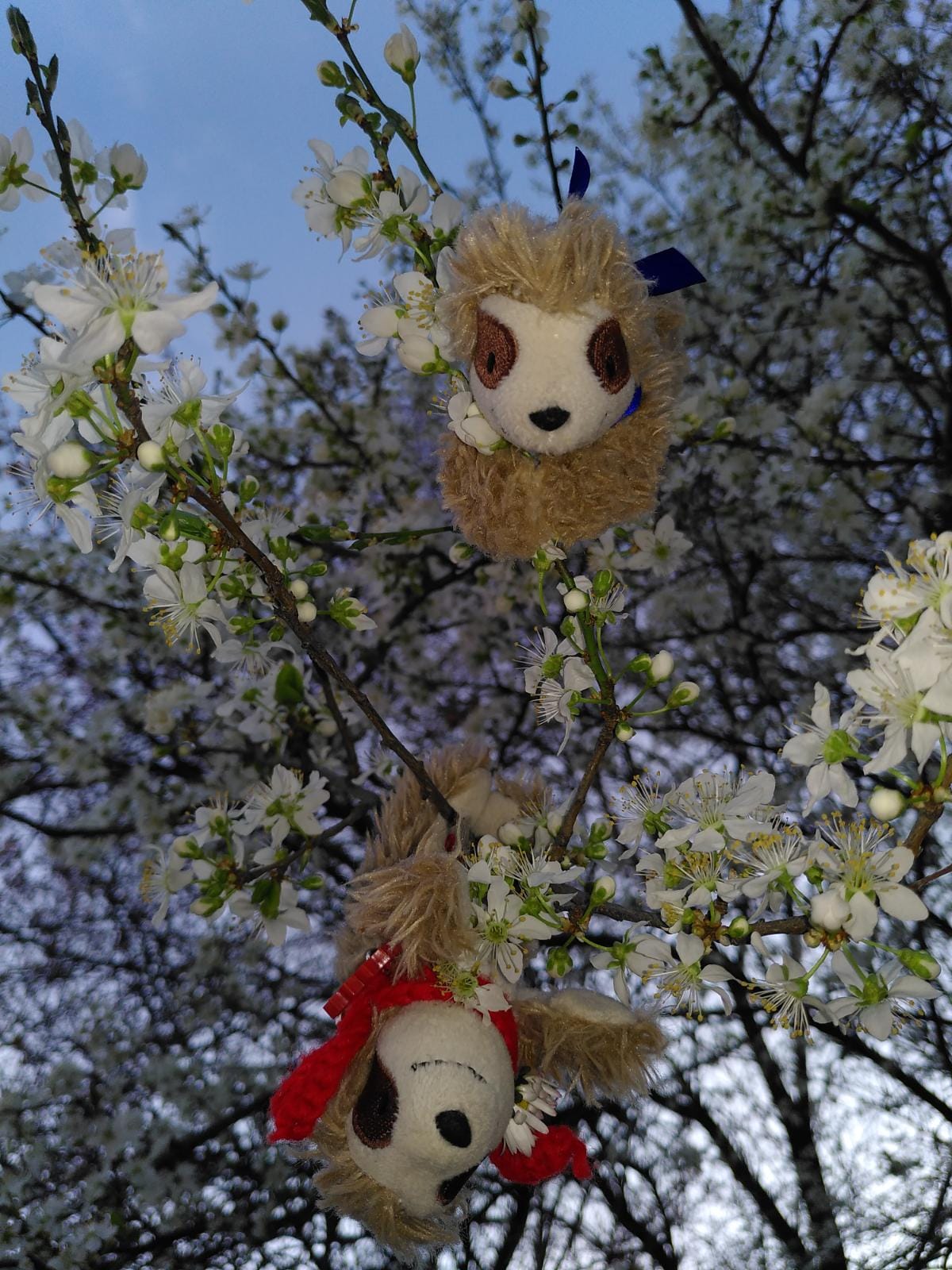 Eliza & Marty in den Mirabellenblüten