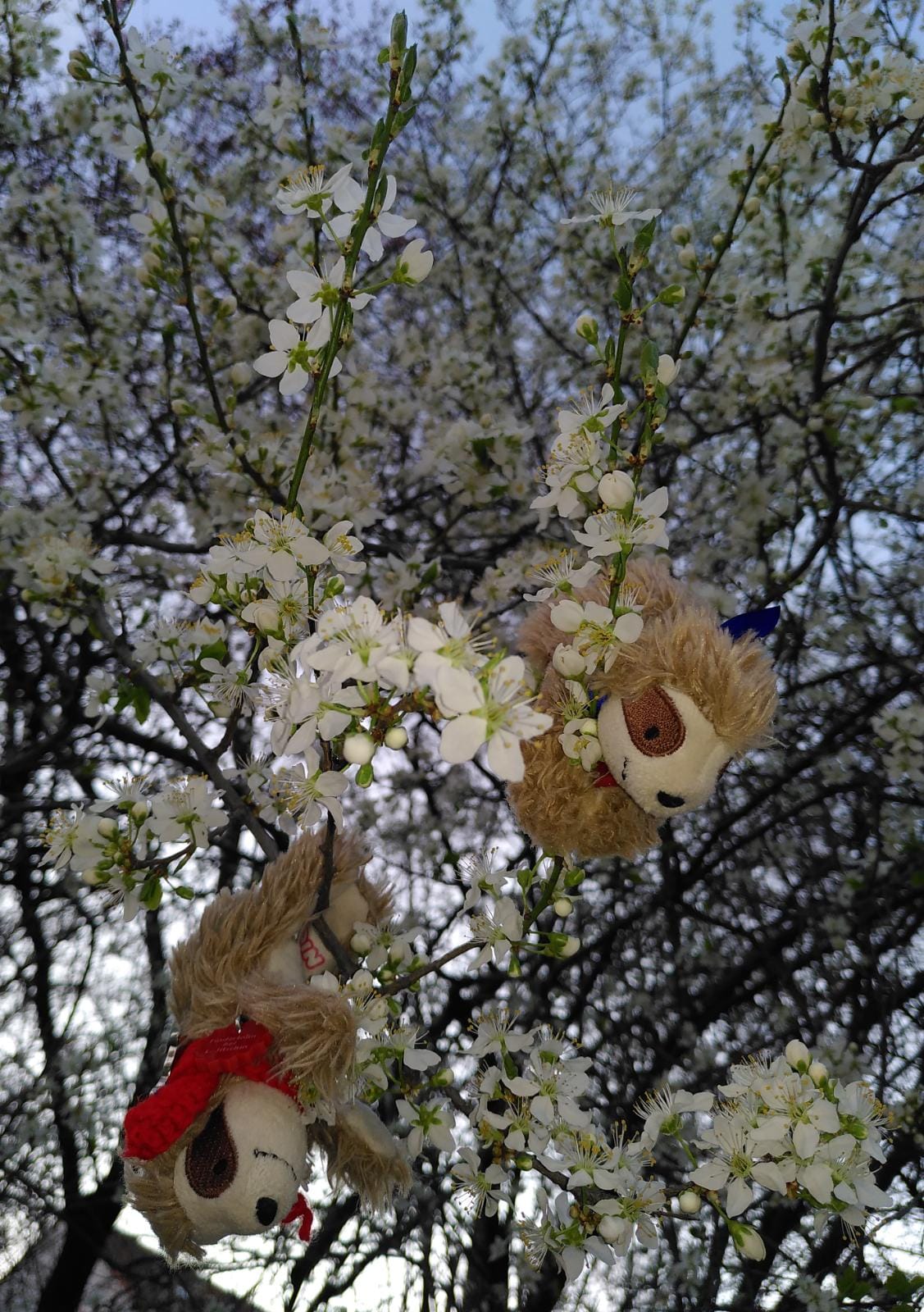 Eliza & Marty in den Mirabellenblüten
