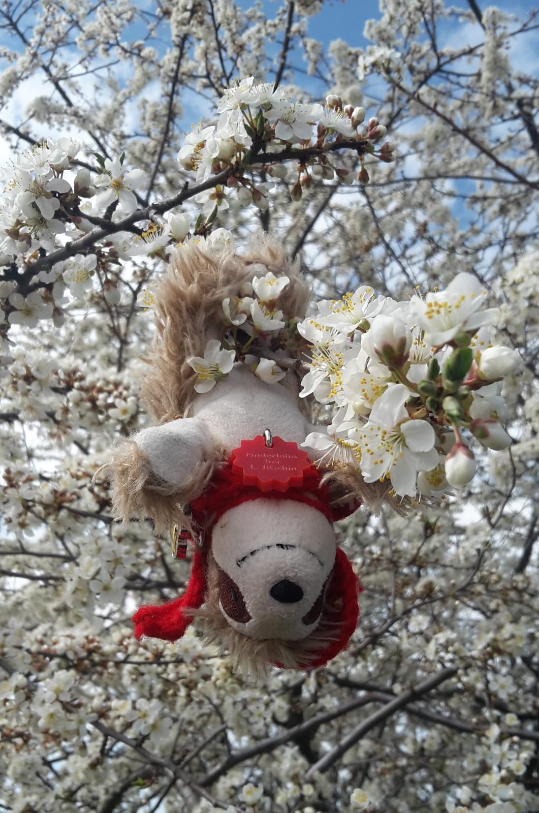 Eliza in den Mirabellenblüten