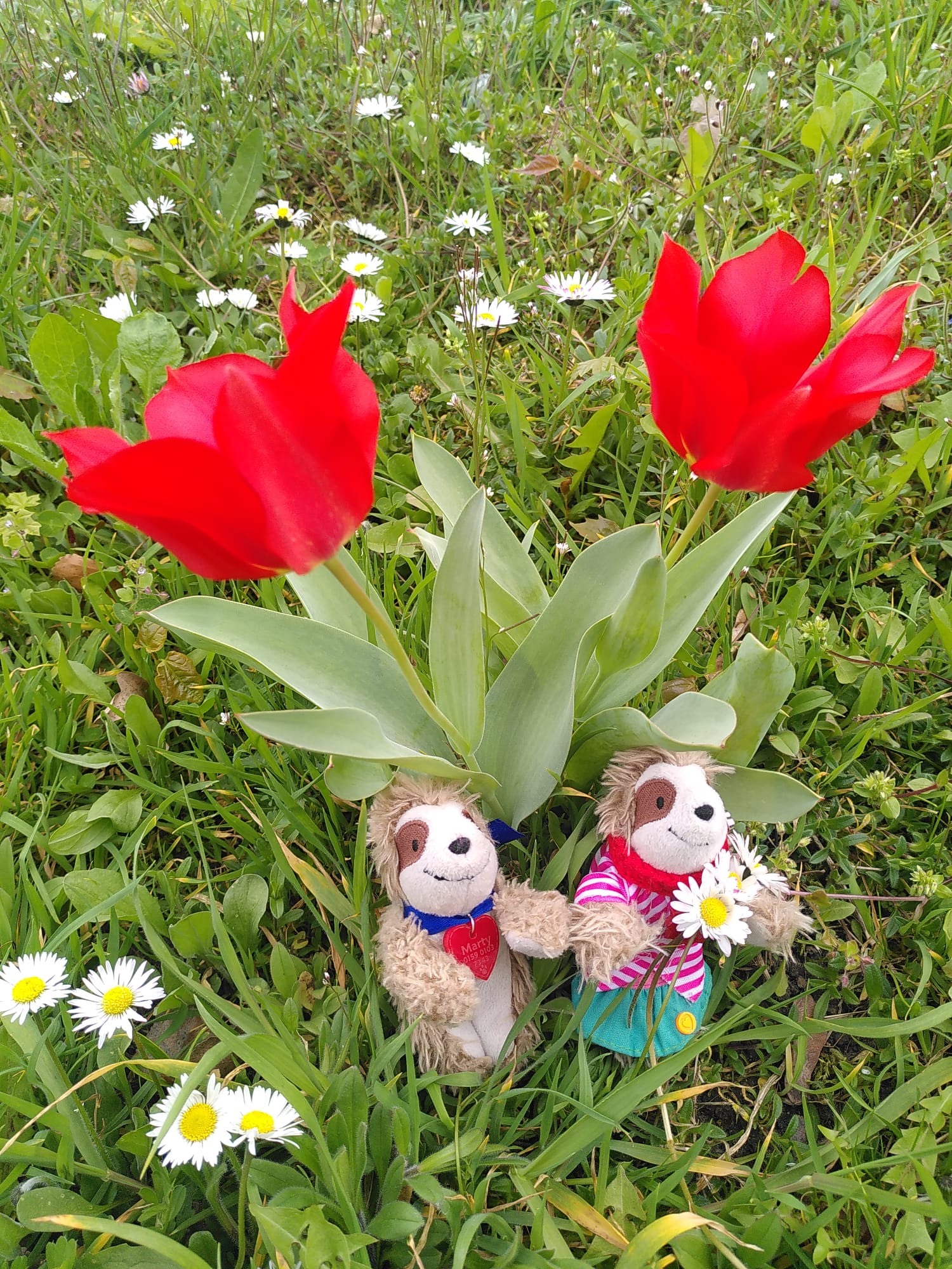 Eliza & Marty unter Tulpe
