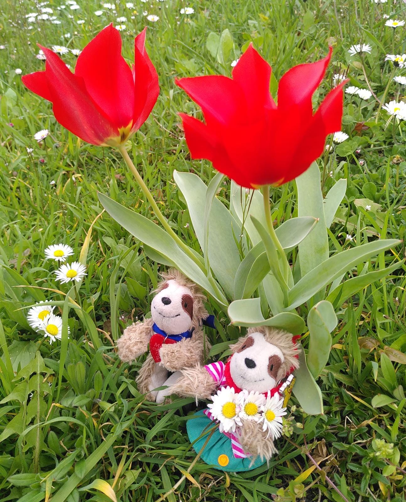 Eliza & Marty unter Tulpe