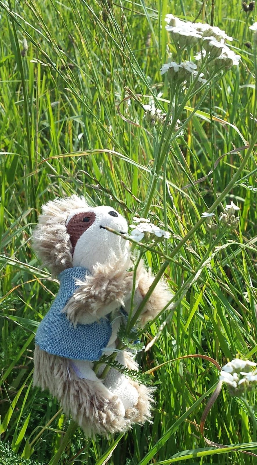 Elvis in der Blumenwiese
