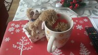 Eliza & Marty stibitzen Kaffee