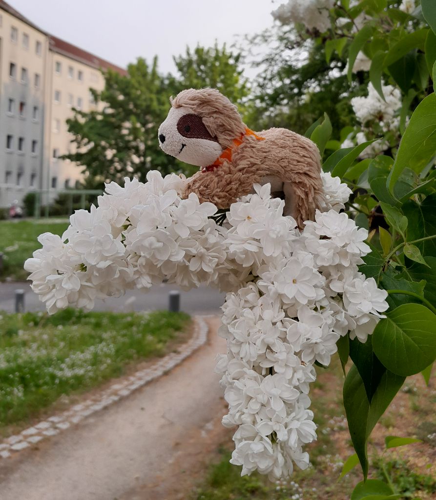 Marty im Flieder