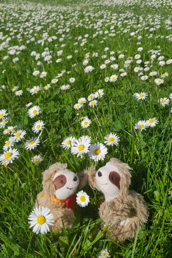 Eliza & Marty in den Gänseblümchen