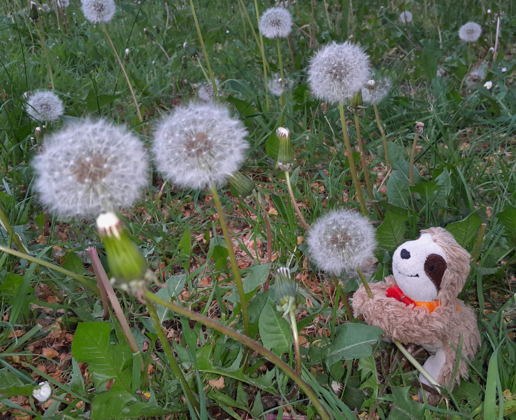 Marty mit Löwenzahn