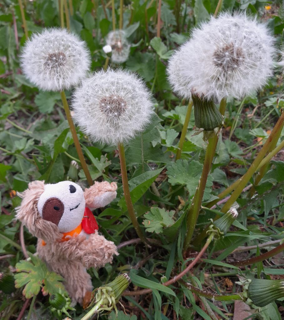 Marty mit Löwenzahn