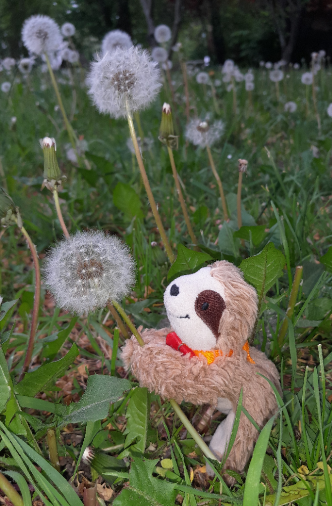 Marty mit Löwenzahn